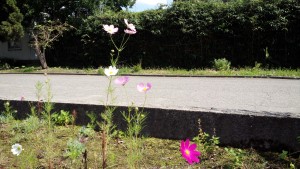 すっかり秋です。事務所のコスモス