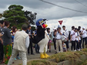ヤクルトスワローズライスフアームの稲刈り