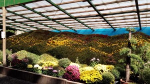 菊祭りの準備も、弥彦山を模して