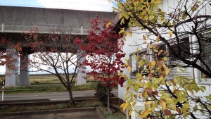 事務所の木々もあっという間に晩秋の風情