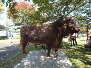 今年もやって来ました。山古志の横綱
