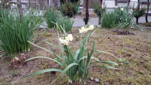 我が家には水仙が咲いています