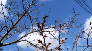 事務所の桜の蕾も膨らんできました