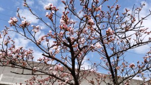 事務所の桜も咲き始めました