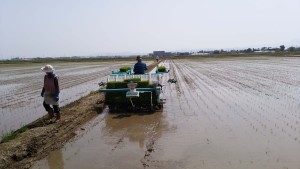 田植えの真っ盛り