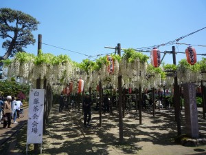 白藤茶会会場の安了寺の白藤 