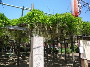 白ふじの花も終わりに