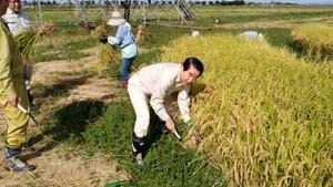 潟東田んぼアート